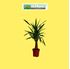 Foto de YUCCA ELEGANS M19