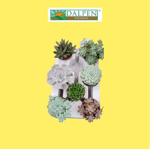 Foto de ECHEVERIA MIX M5,5/8,5