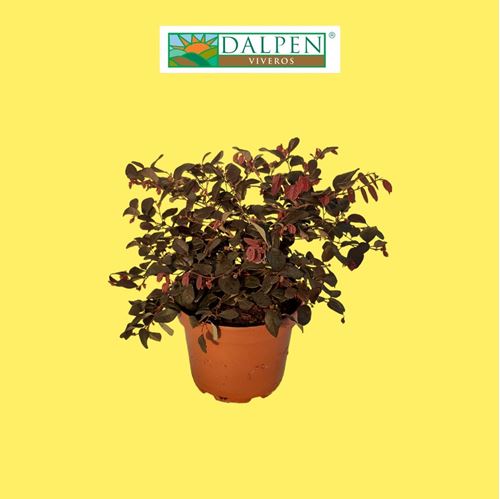 Foto de LOROPETALUM VARIEDADES 2,5L