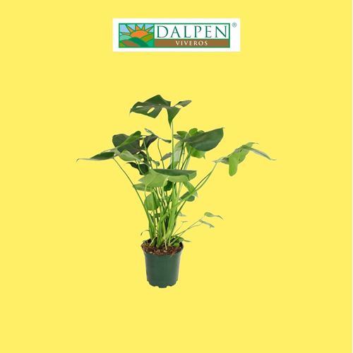 Foto de MONSTERA M14