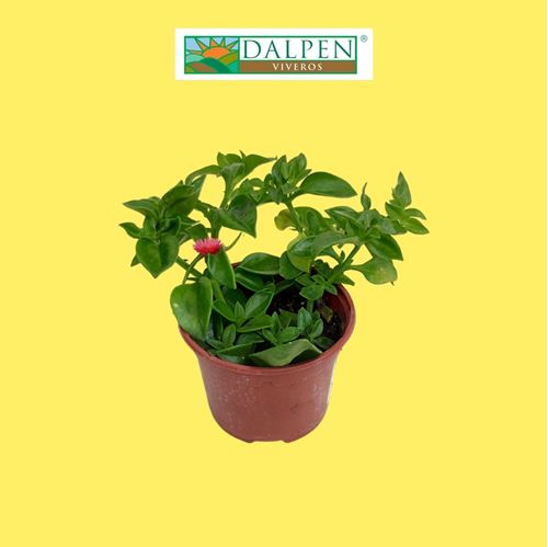 Foto de APTENIA CORDIFOLIA M10,5