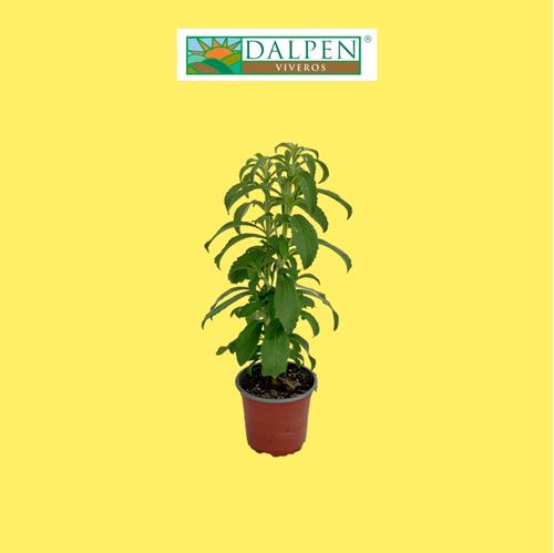 Foto de STEVIA  ECO(PLANTA DE AZUCAR) M10,5