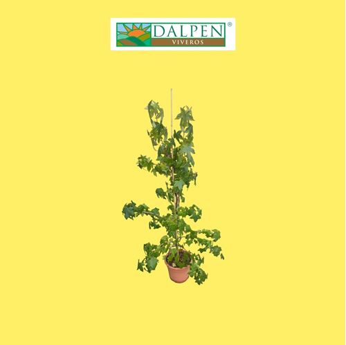 Foto de LIQUIDAMBAR STYRACIFLUA  5L/10L