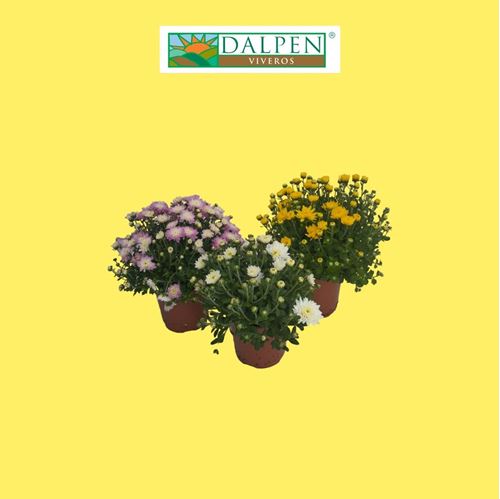 Foto de CRISANTEMO BOLA  M14 / M17