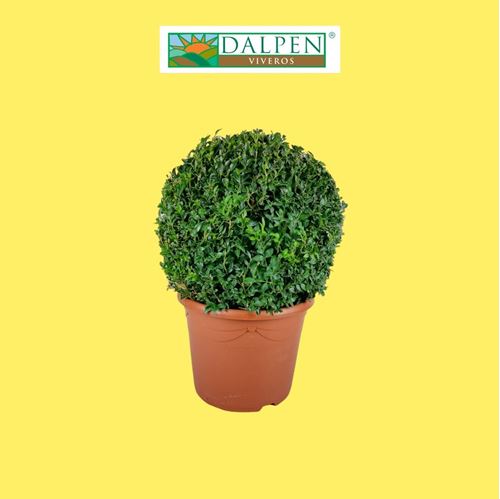 Foto de BOJ(BUXUS) SEMPERV.BOLA 7,5L