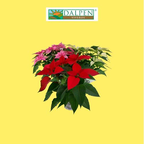 Foto de FLOR DE PASCUA (POINSETTIA) M10/ M13/M14