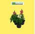Foto de ANTIRRHINUM M10,5 / M13