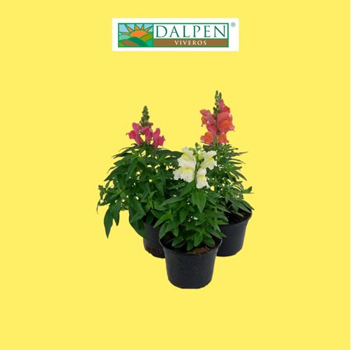 Foto de ANTIRRHINUM M10,5