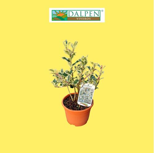 Foto de ILEX(ACEBO) VARIEGATA 2,5L / 1L / 6L