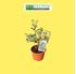 Foto de ILEX(ACEBO) VARIEGATA 2,5L / 1L / 6L