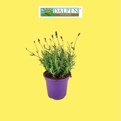 Foto de LAVANDA  EARLY BLUE M17