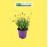 Foto de LAVANDA  EARLY BLUE M17