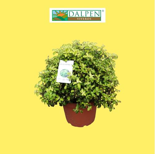 Foto de PITTOSPORUM VARIEDADES 7,5L
