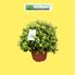 Foto de PITTOSPORUM VARIEDADES 7,5L