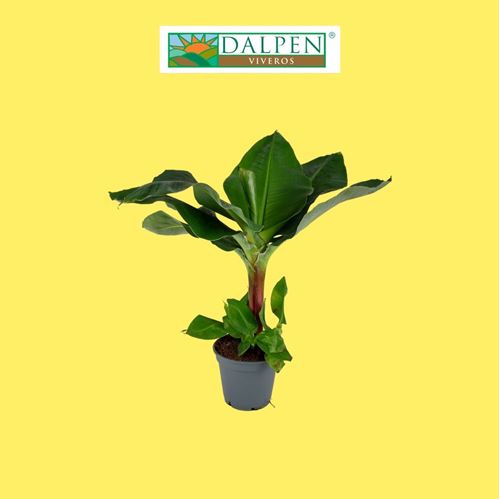 Foto de MUSA (PLATANERA) M17