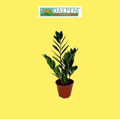 Foto de ZAMIOCULCAS M12/M17