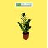 Foto de ZAMIOCULCAS M12/M17