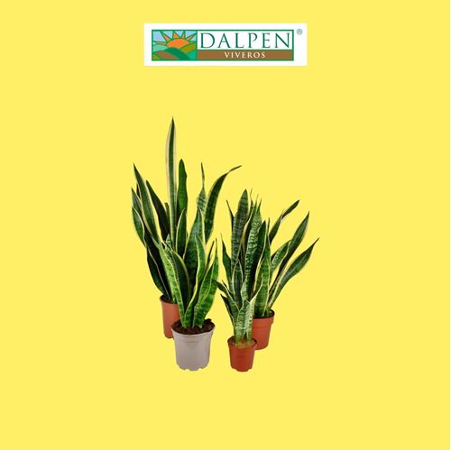 Foto de SANSEVIERIA LAURENTII M12 M17 M20
