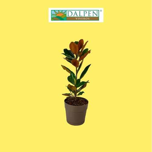 Foto de MAGNOLIA GRANDIFLORA 2,5L-7L-10-18L