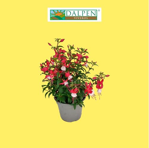 Foto de FUCHSIA M10/M13 Y COPA