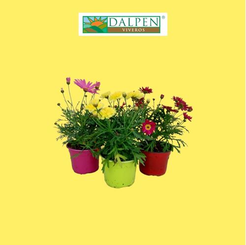 Foto de ARGYRANTHEMUM COLORES M10/M13