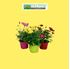 Foto de ARGYRANTHEMUM COLORES M10/M13