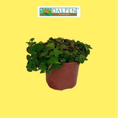 Foto de OREGANO M10,5