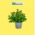 Foto de MENTA PIPERITA  / SUAVEOLENS M13
