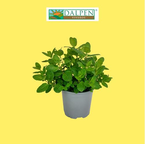 Foto de MENTA PIPERITA  / SUAVEOLENS / SPICATA M13