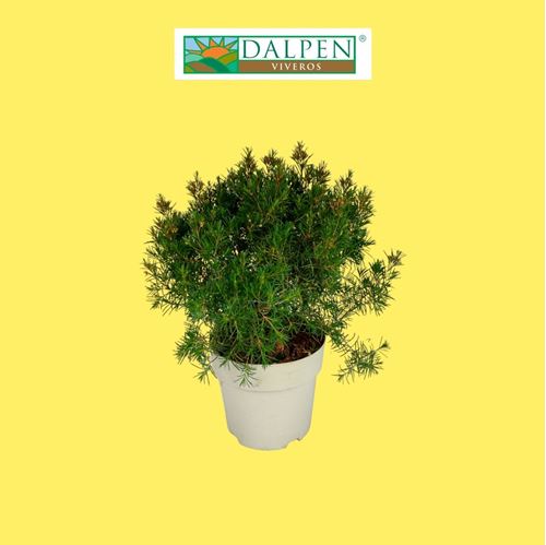 Foto de FLOR DE CERA (CHAMELAUCIUM) M14