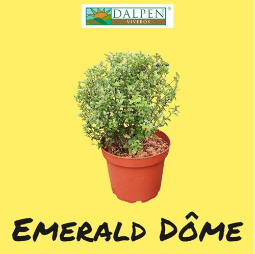 Foto de PITTOSPORUM EMERALD DOME 7,5L