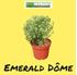 Foto de PITTOSPORUM EMERALD DOME 7,5L