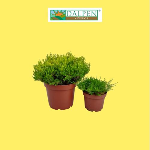 Foto de DIOSMA VARIEDADES 2,5L / 7L /15L
