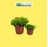 Foto de DIOSMA VARIEDADES 2,5L / 7L