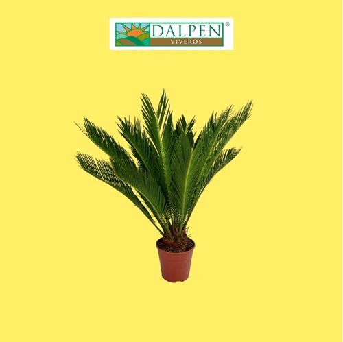 Foto de CYCAS REVOLUTA M14/M21