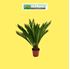 Foto de CYCAS REVOLUTA M14/M21