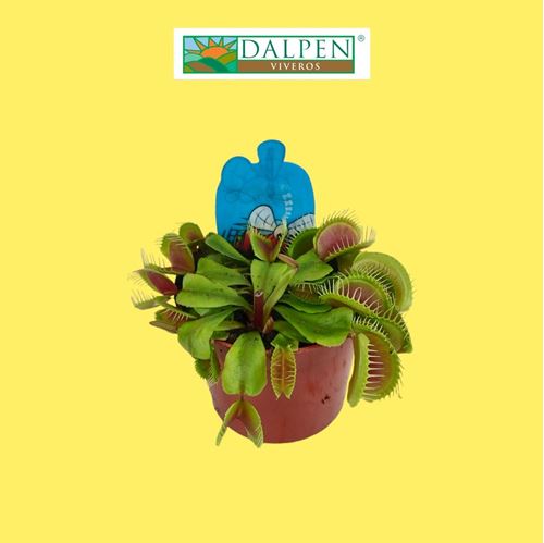 Foto de  CARNIVORA DIONAEA M7