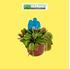 Foto de  CARNIVORA DIONAEA M7