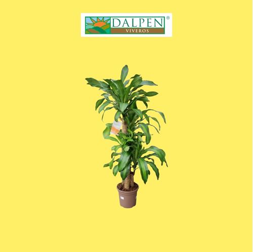 Foto de DRACENA MASSANGEANA 3 TALLOS-M24