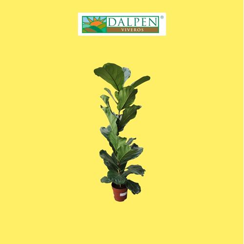 Foto de FICUS LYRATA M17