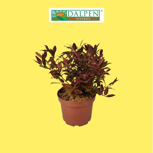 Foto de LEUCOTHOE ESCARLETTA  2,5L/7L
