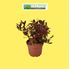 Foto de LEUCOTHOE ESCARLETTA  2,5L/7L