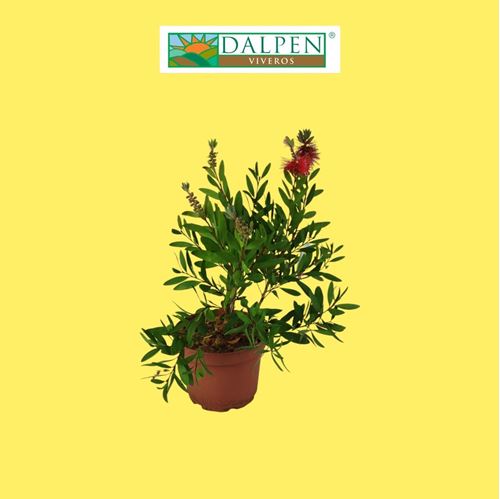 Foto de CALLISTEMON 2,5L/6L