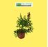 Foto de CALLISTEMON 2,5L/6L