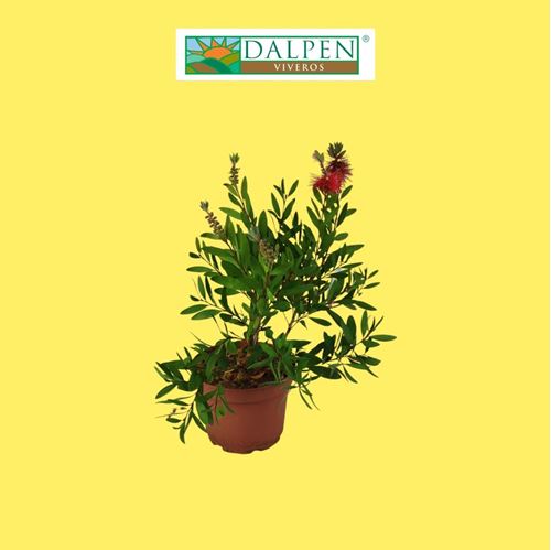 Foto de CALLISTEMON 2,5L