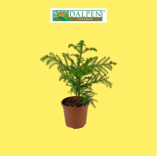Foto de ARAUCARIA EXCELSA M17