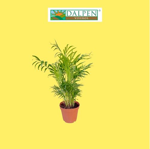 Foto de CHAMAEDOREA ELEGANS M9/12/17