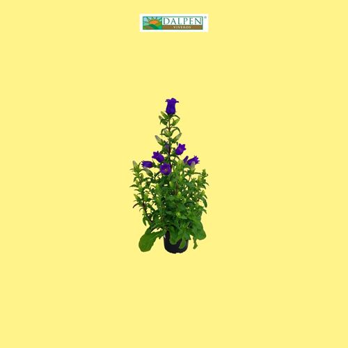 Foto de CAMPANULA APPEAL