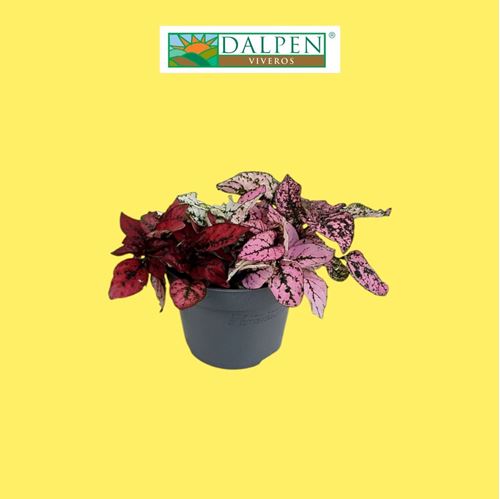 Foto de HYPOESTES VARIADOS M12