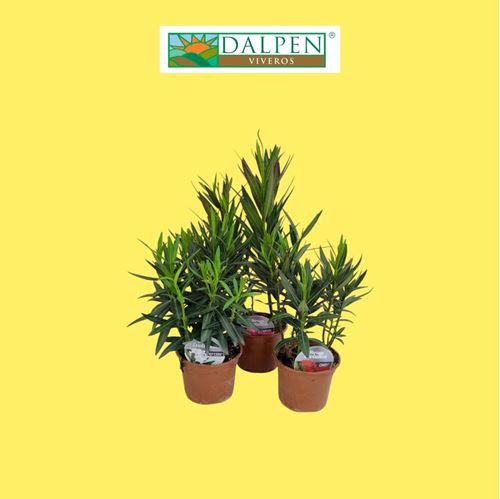 Foto de NERIUM OLEANDER (ADELFA )M14